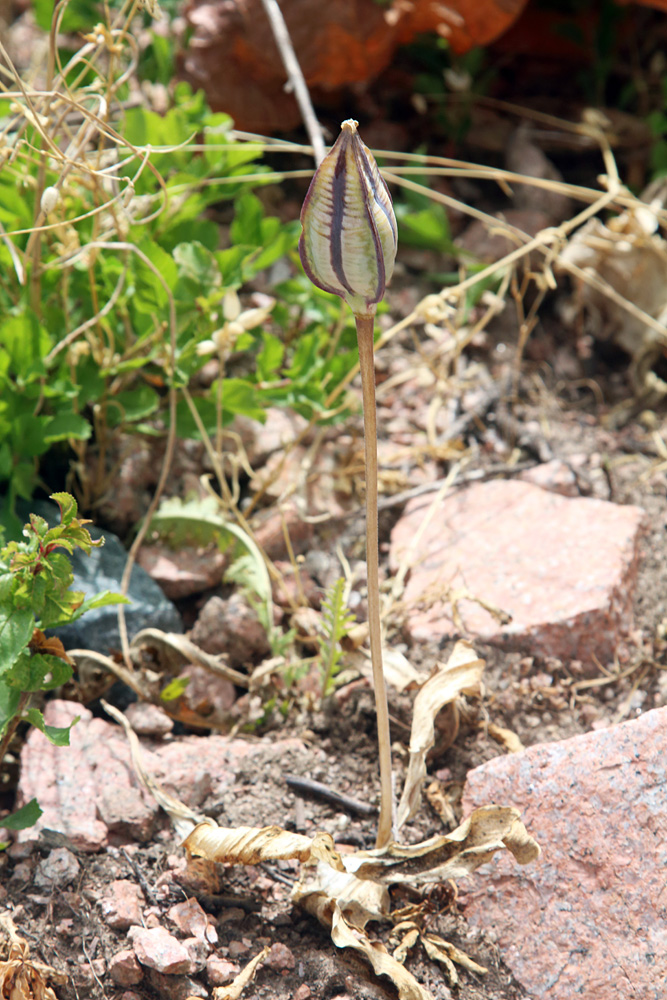 Image of Tulipa tschimganica specimen.
