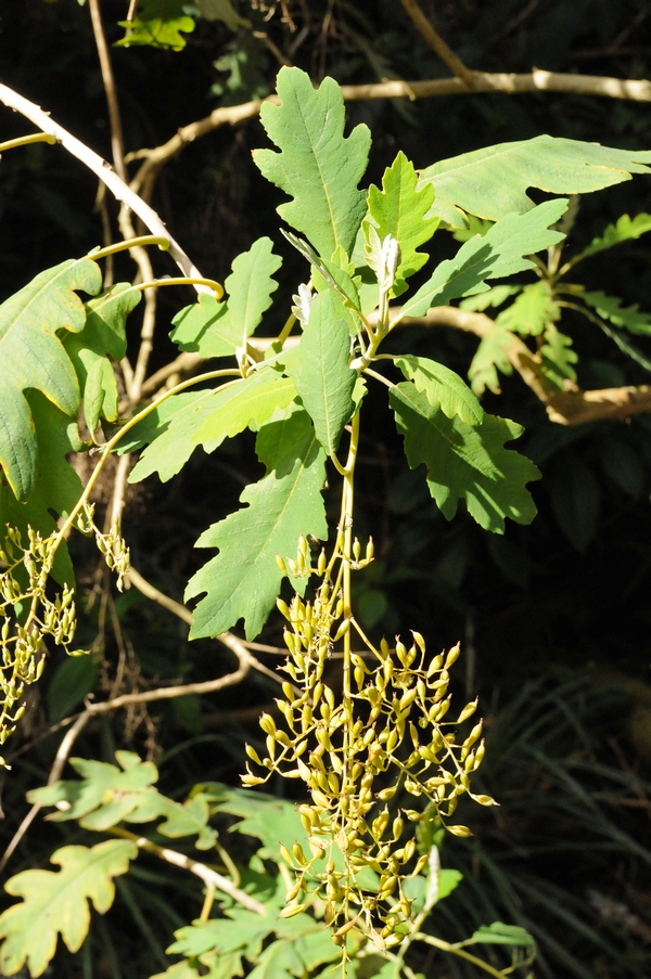 Image of Bocconia arborea specimen.
