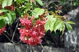 Combretum indicum. Верхушка побега с соцветием. Таиланд, остров Тао, в культуре. 25.06.2013.