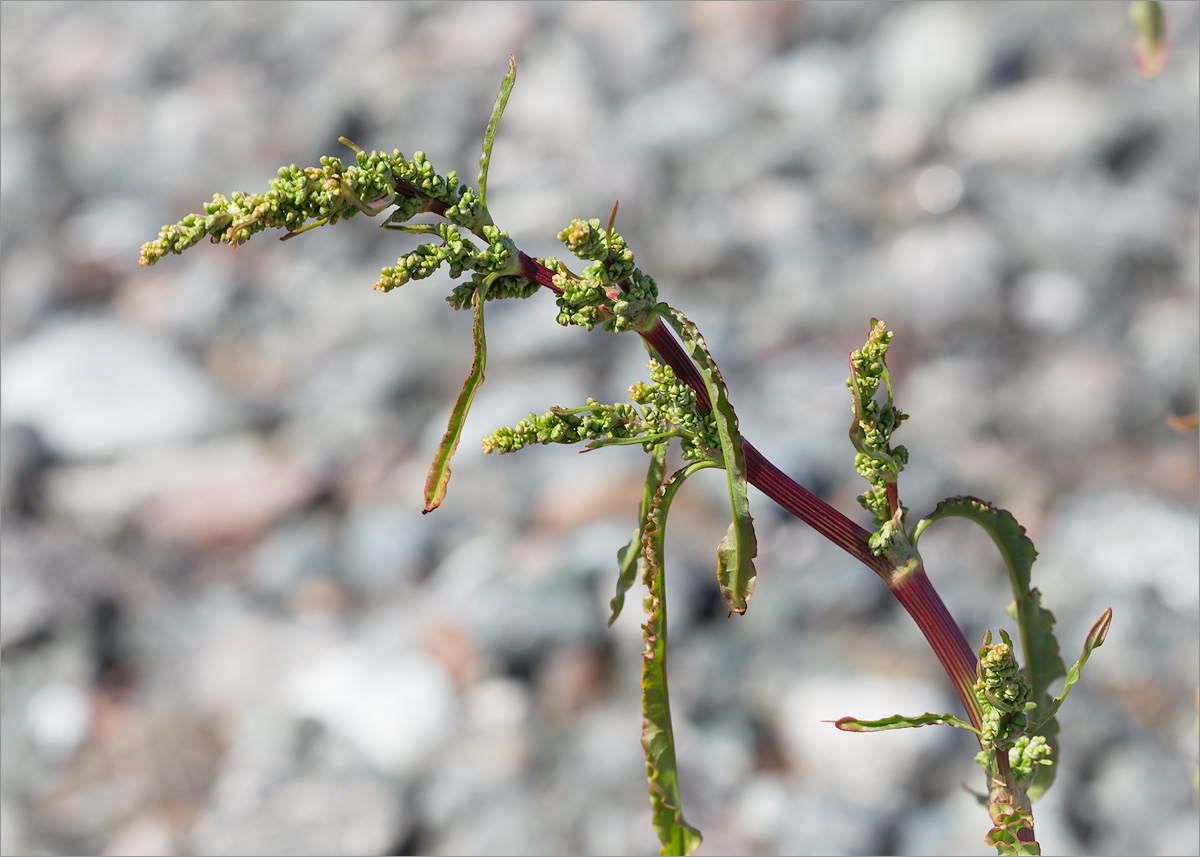 Image of Rumex pseudonatronatus specimen.