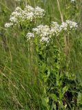 Cardaria draba