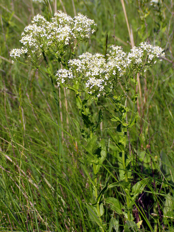 Image of Cardaria draba specimen.