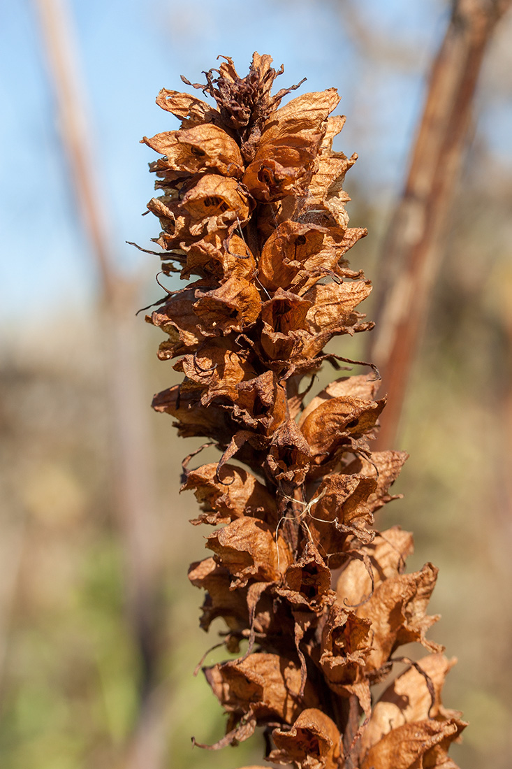 Изображение особи Orobanche pallidiflora.