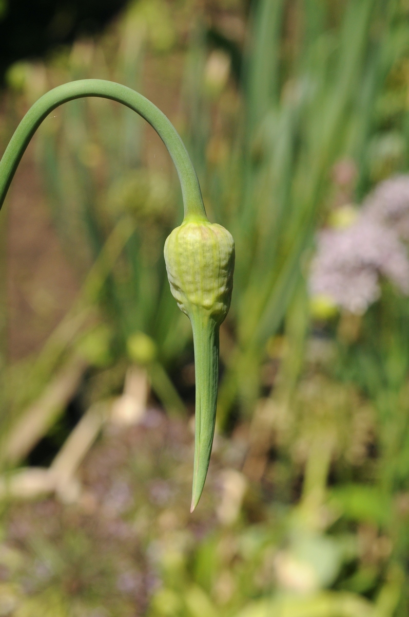 Image of Allium amethystinum specimen.