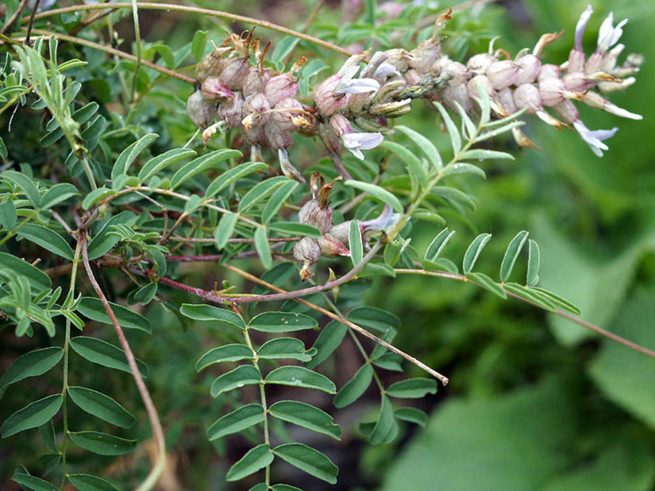 Image of Astragalus dendroides specimen.