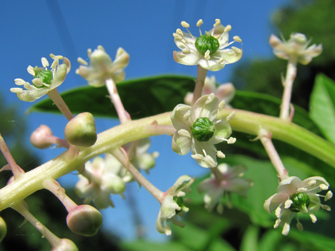 Изображение особи Phytolacca americana.