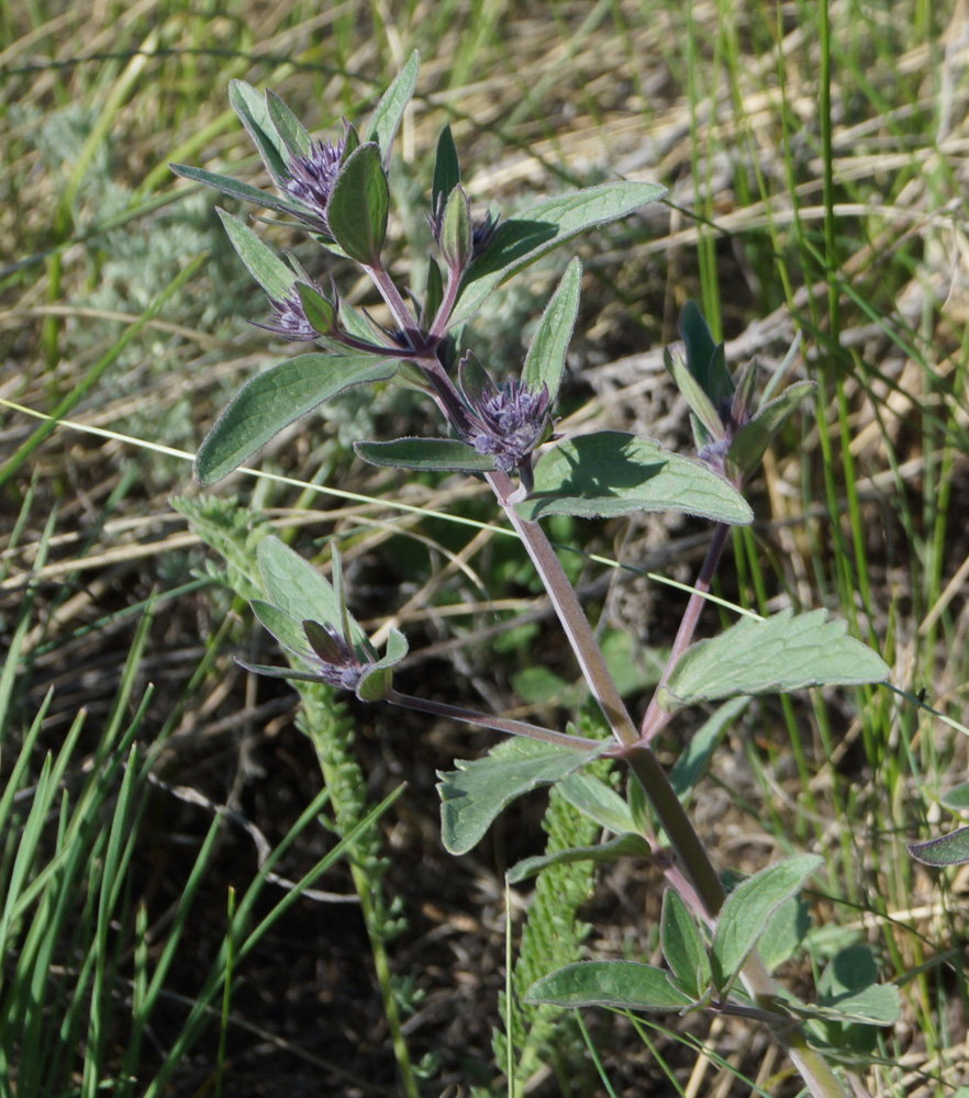 Image of Nepeta ucranica specimen.