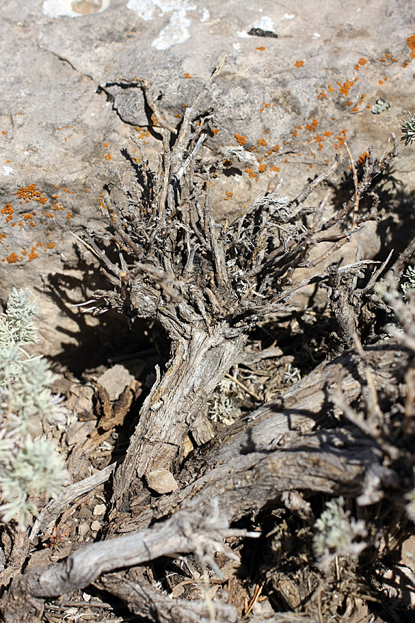 Image of Artemisia rutifolia specimen.