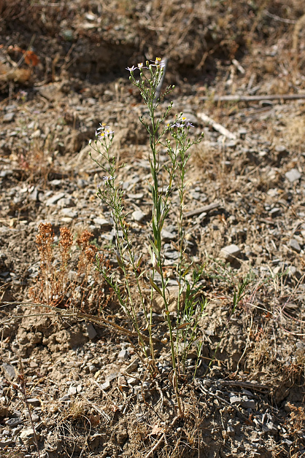 Image of Galatella coriacea specimen.