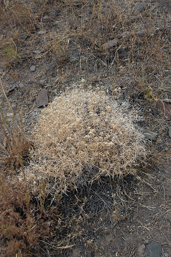 Image of Acanthophyllum pungens specimen.