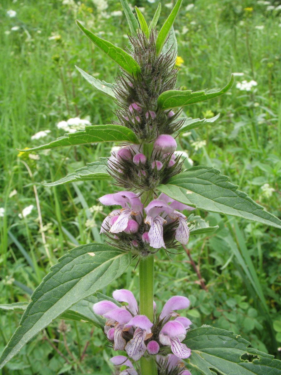 Изображение особи Stachyopsis oblongata.