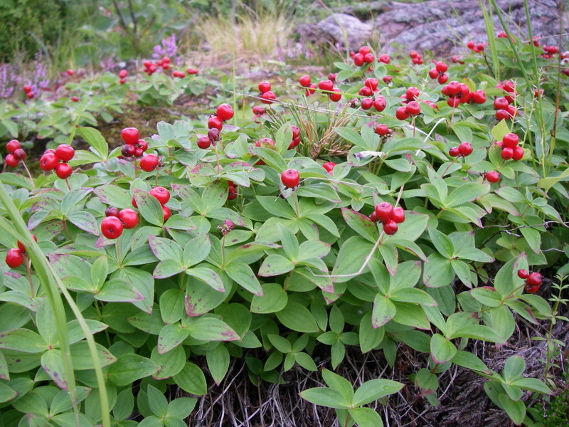 Изображение особи Chamaepericlymenum suecicum.