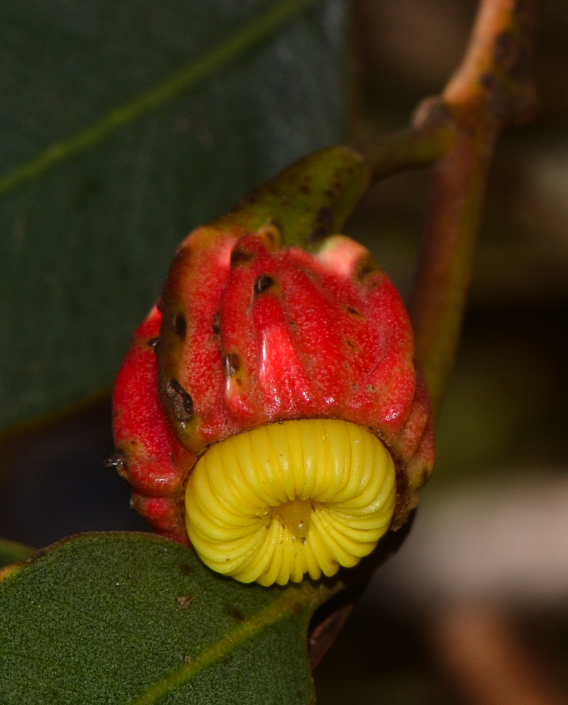 Изображение особи Eucalyptus forrestiana.