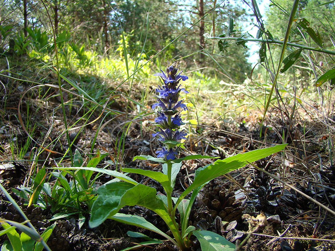 Image of Ajuga reptans specimen.