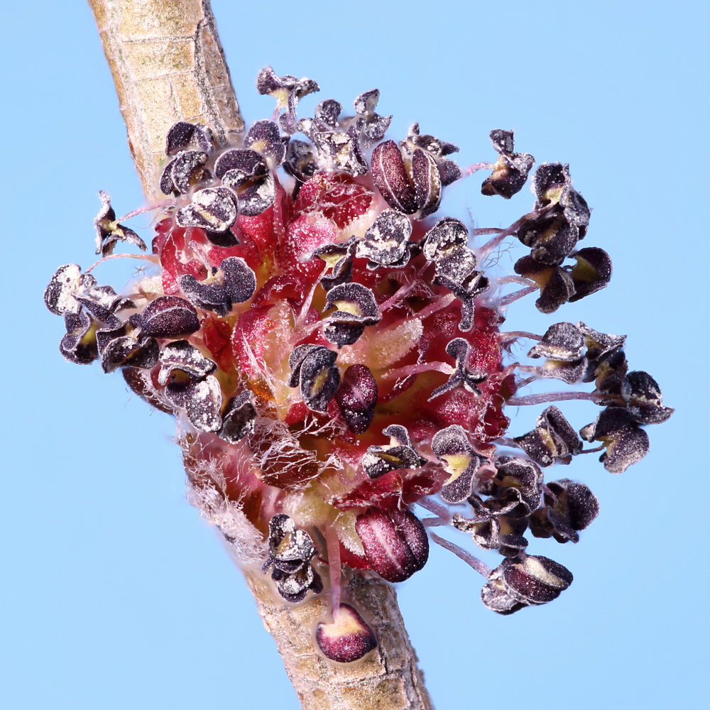 Image of Ulmus pumila specimen.