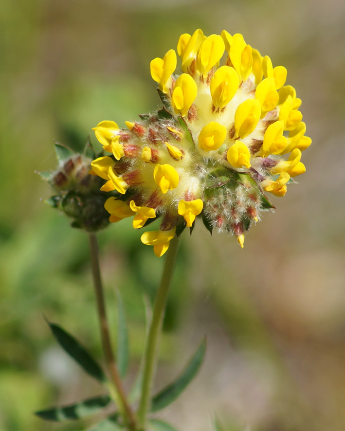 Image of Anthyllis vulneraria specimen.