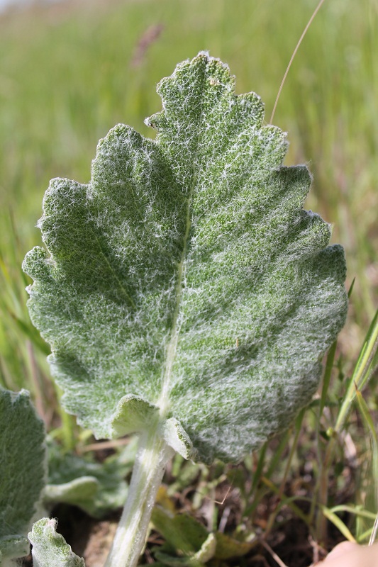 Image of Salvia aethiopis specimen.