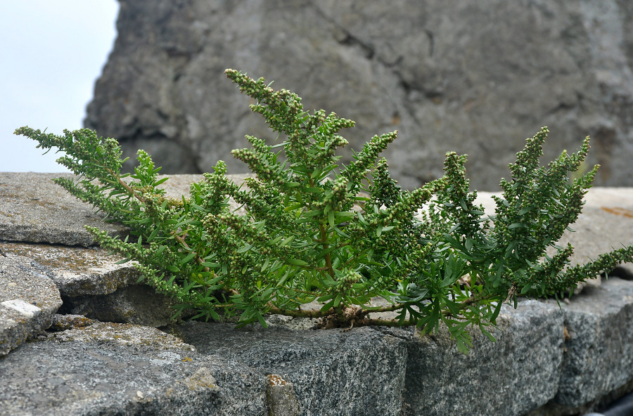 Изображение особи Artemisia littoricola.