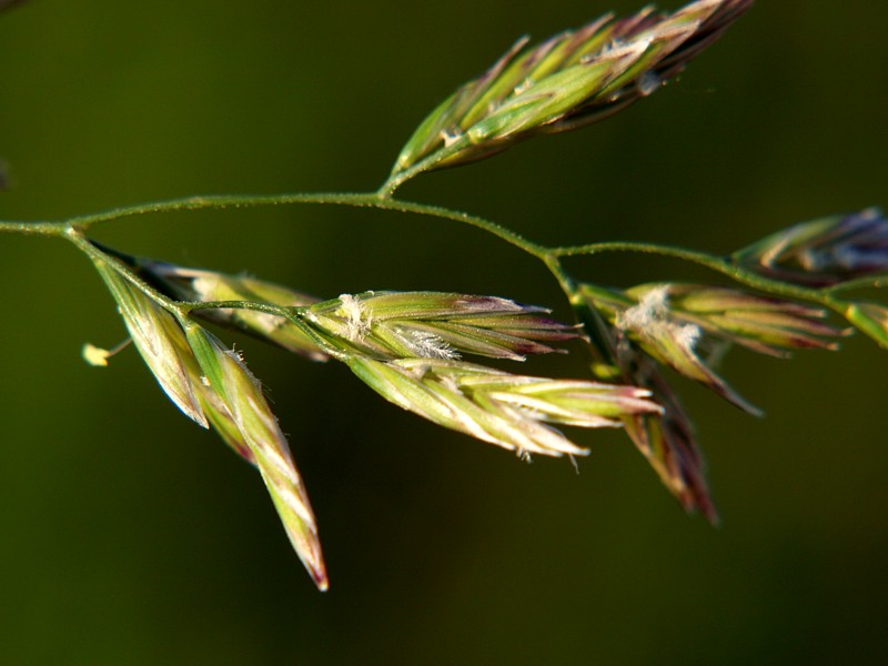 Image of Festuca rubra specimen.