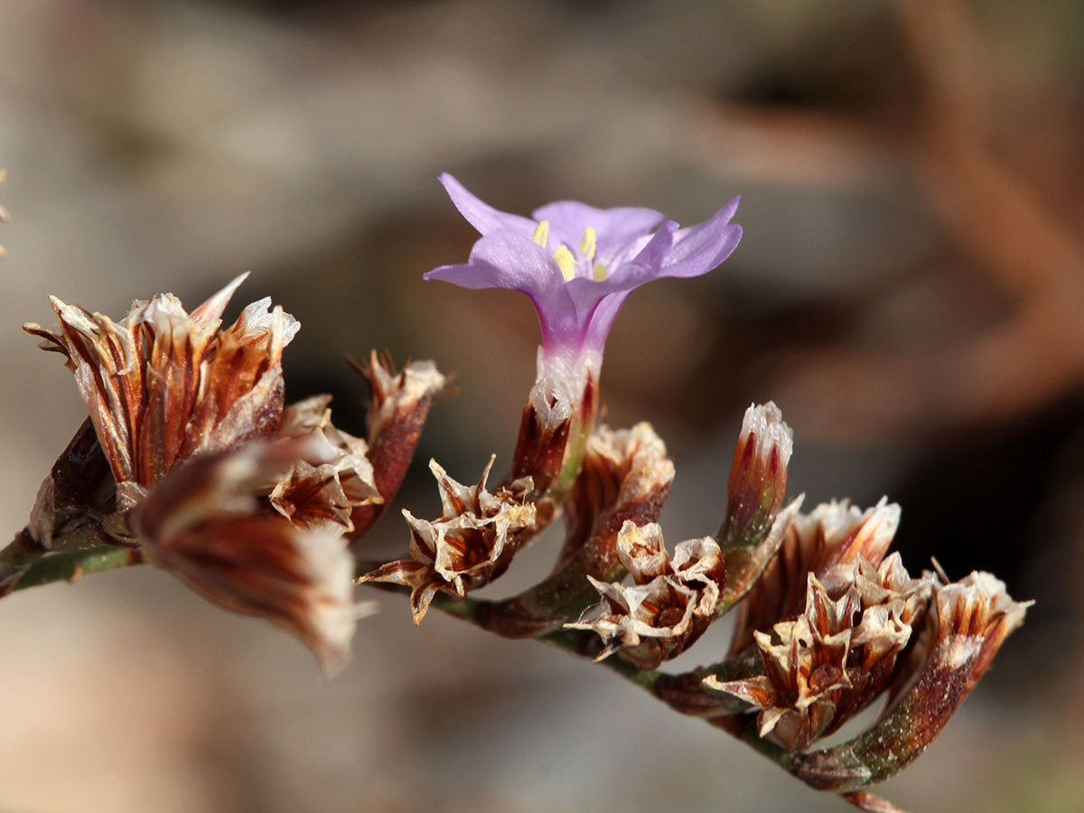 Изображение особи Limonium virgatum.