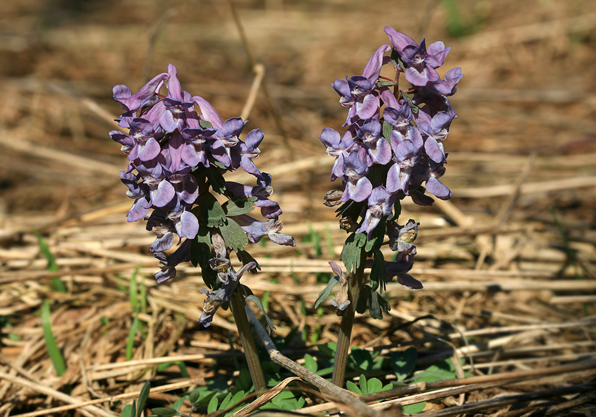 Изображение особи Corydalis solida.