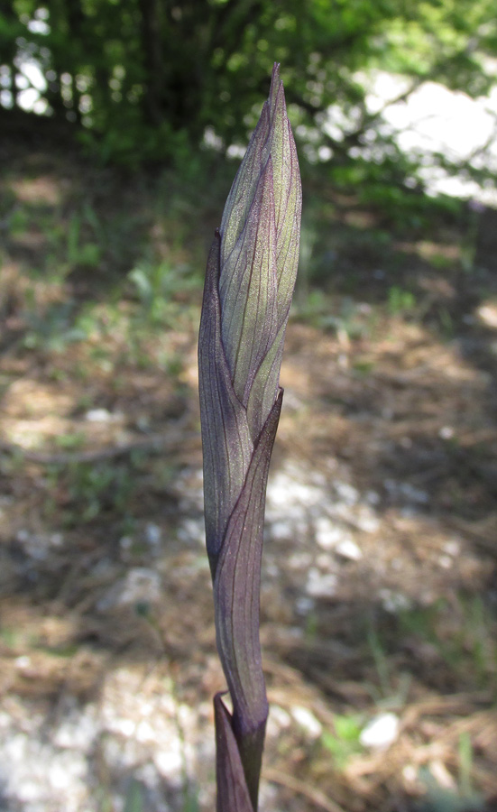 Image of Limodorum abortivum specimen.
