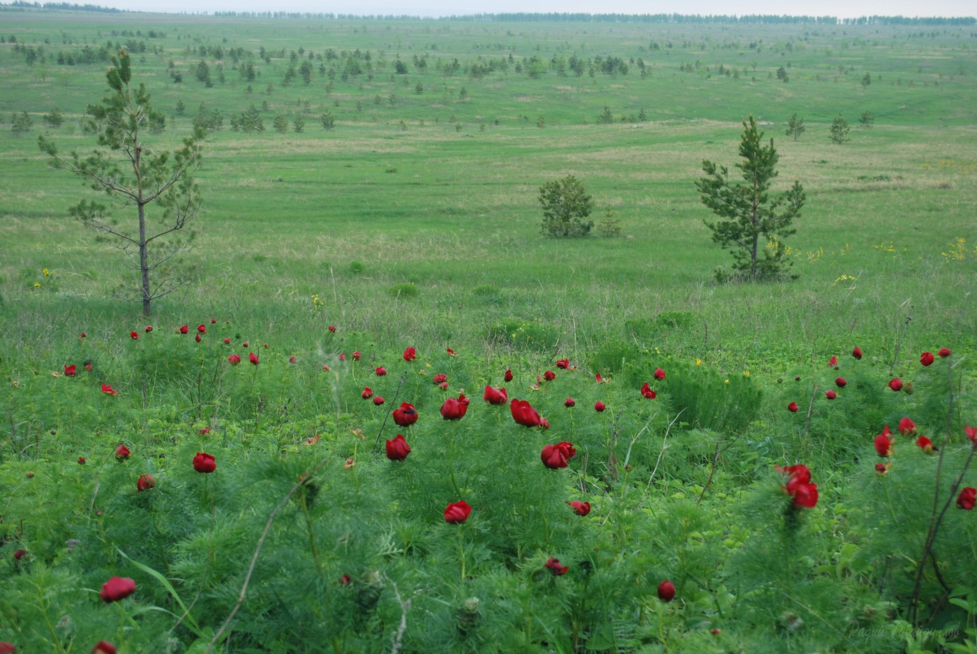 Image of Paeonia tenuifolia specimen.