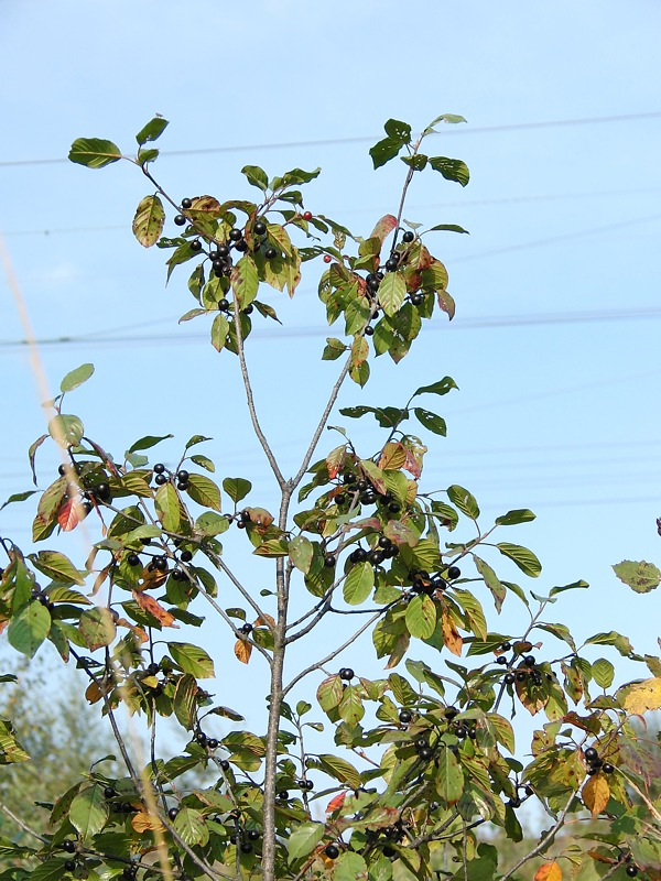 Image of Frangula alnus specimen.