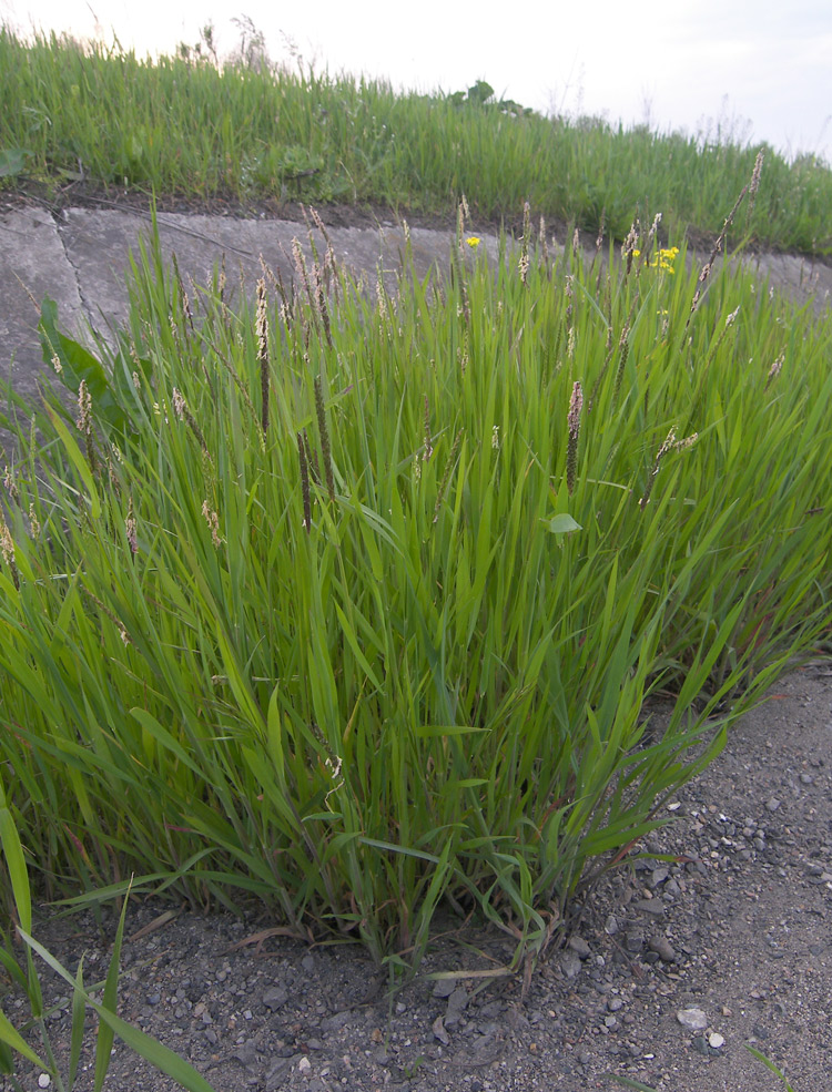 Image of Alopecurus myosuroides specimen.