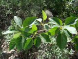 Populus talassica