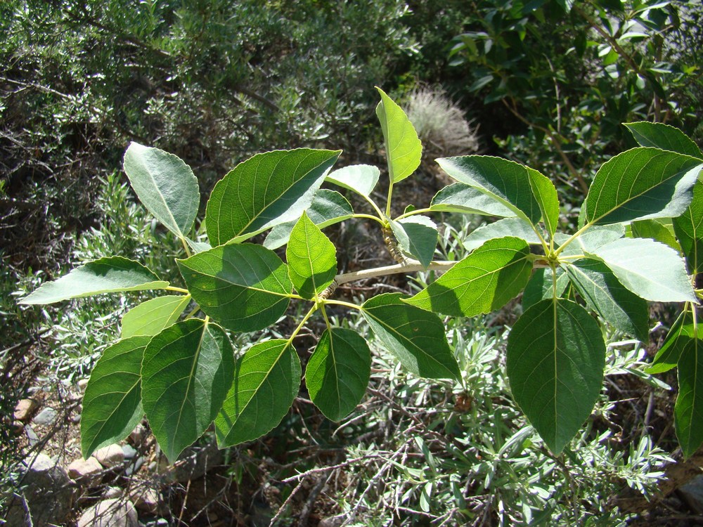 Image of Populus talassica specimen.