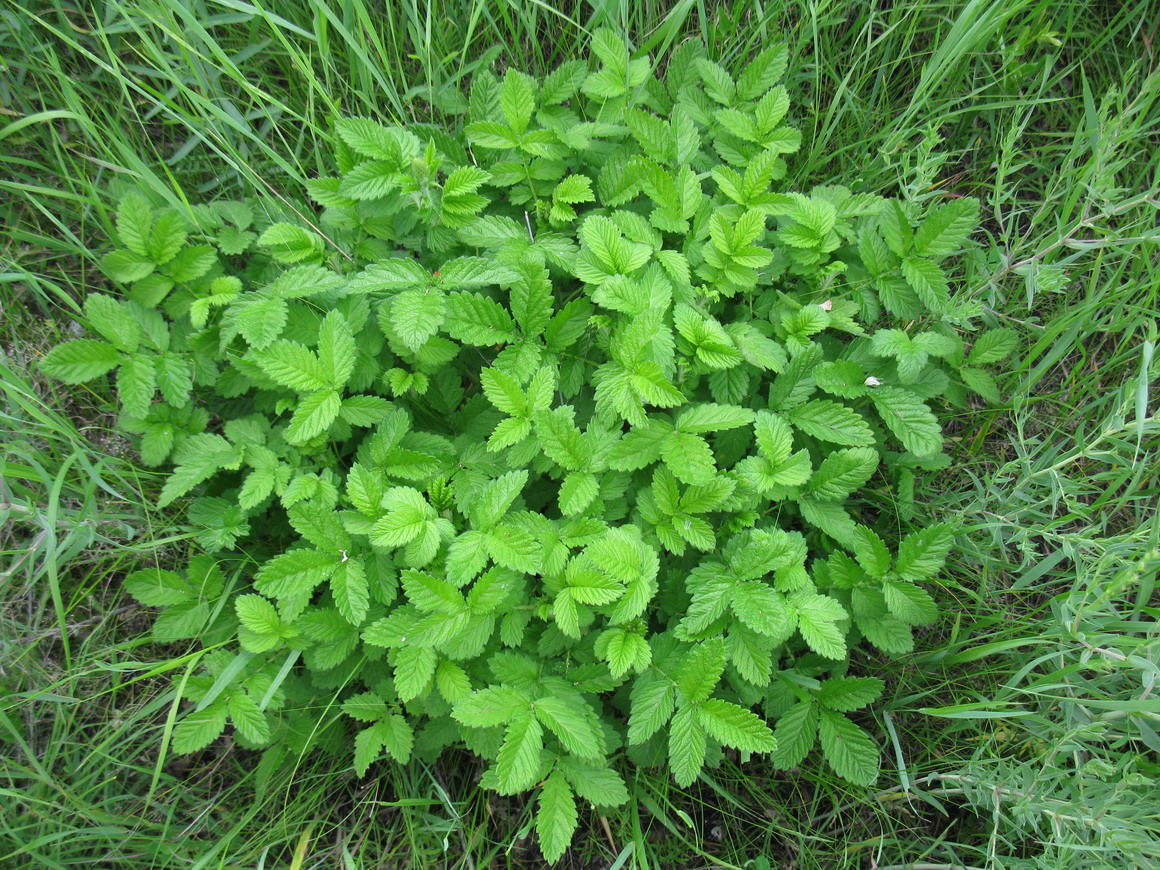 Image of Agrimonia eupatoria specimen.