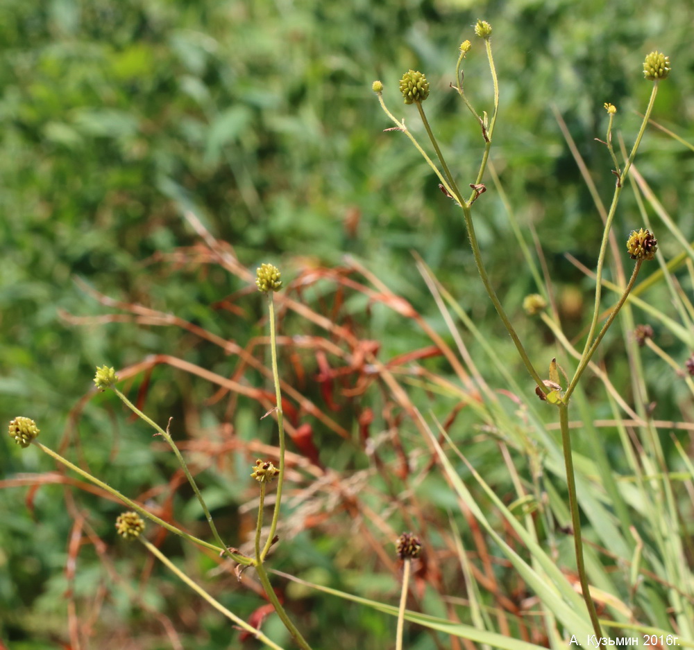 Image of Ranunculus polyanthemos specimen.