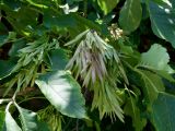 Fraxinus mandshurica. Ветвь с плодами и листьями. Приморье, окр. г. Находка, смешанный лес. 26.06.2016.