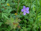 Geranium wlassovianum. Цветок, бутоны и листья. Приморье, Находкинский городской округ, окр. пос. Ливадия, поляна у озера. 04.07.2016.