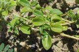 Ziziphora puschkinii