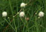 Cirsium arvense. Верхушки цветущих побегов (белоцветковая форма) с отдыхающей мухой. Костромская обл., окраина г. Кострома, долина р. Солонка. 21.07.2016.