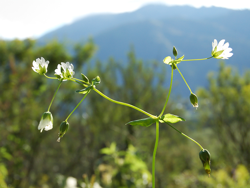 Image of Cerastium davuricum specimen.