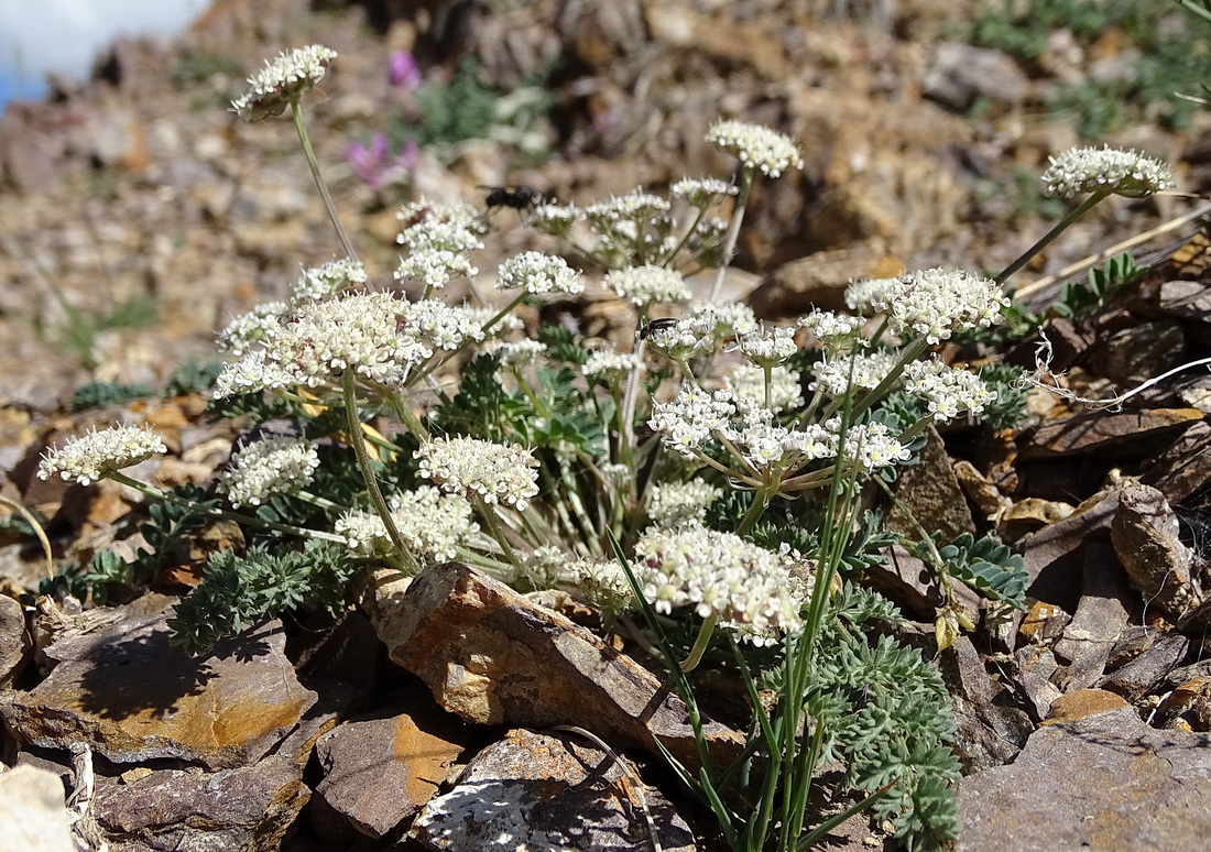 Изображение особи Stenocoelium athamantoides.