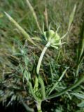 Scabiosa ochroleuca. Верхушка зацветающего растения (вид со стороны обёртки). Иркутская обл., Иркутский р-н, дер. Позднякова, сухой луг. 07.07.2016.