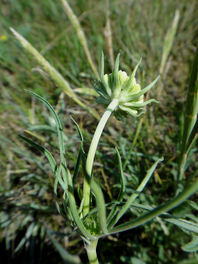 Изображение особи Scabiosa ochroleuca.