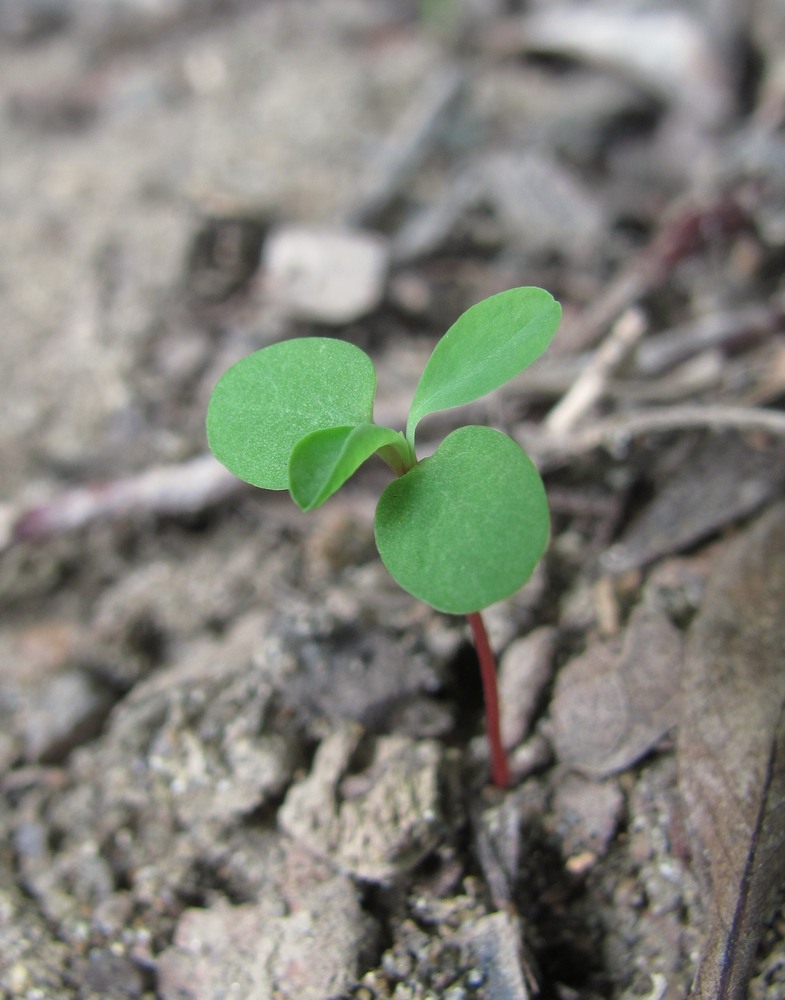 Image of genus Euphorbia specimen.