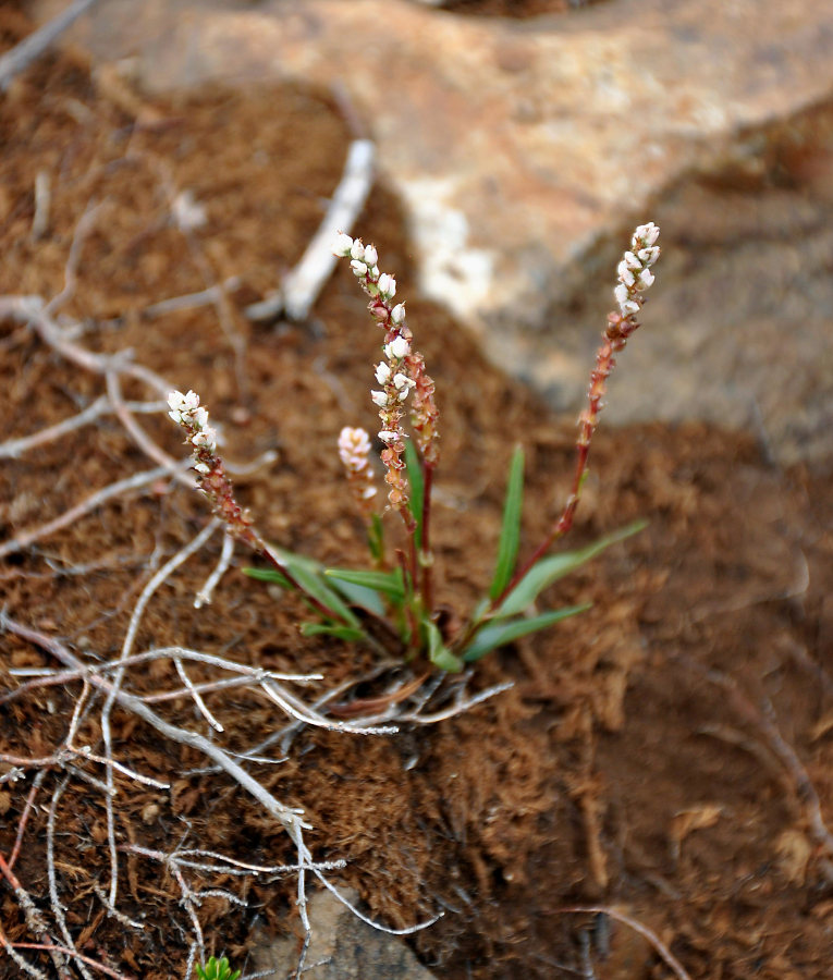 Image of Bistorta vivipara specimen.