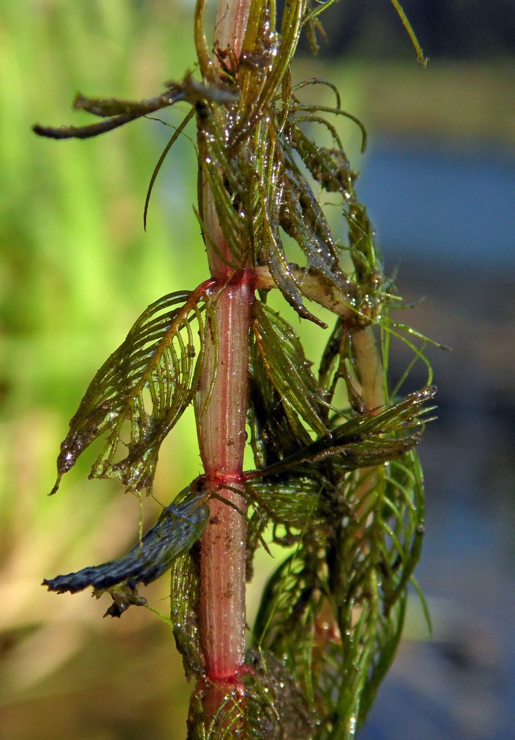 Изображение особи Myriophyllum spicatum.