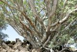 Euphorbia balsamifera. Нижняя часть растения. Испания, автономное сообщество Канарские острова, о-в Фуэртевентура, провинция Лас Пальмас, муниципалитет Ла Олива, восточные окр. пос. Эль Котильо, предгорная равнина, пояс суккулентных кустарников. 17.03.2016.