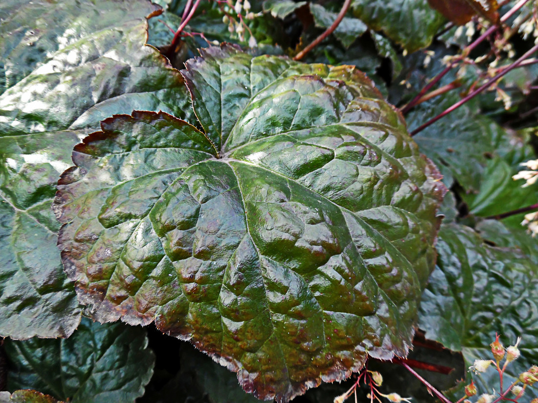 Image of Heuchera micrantha specimen.