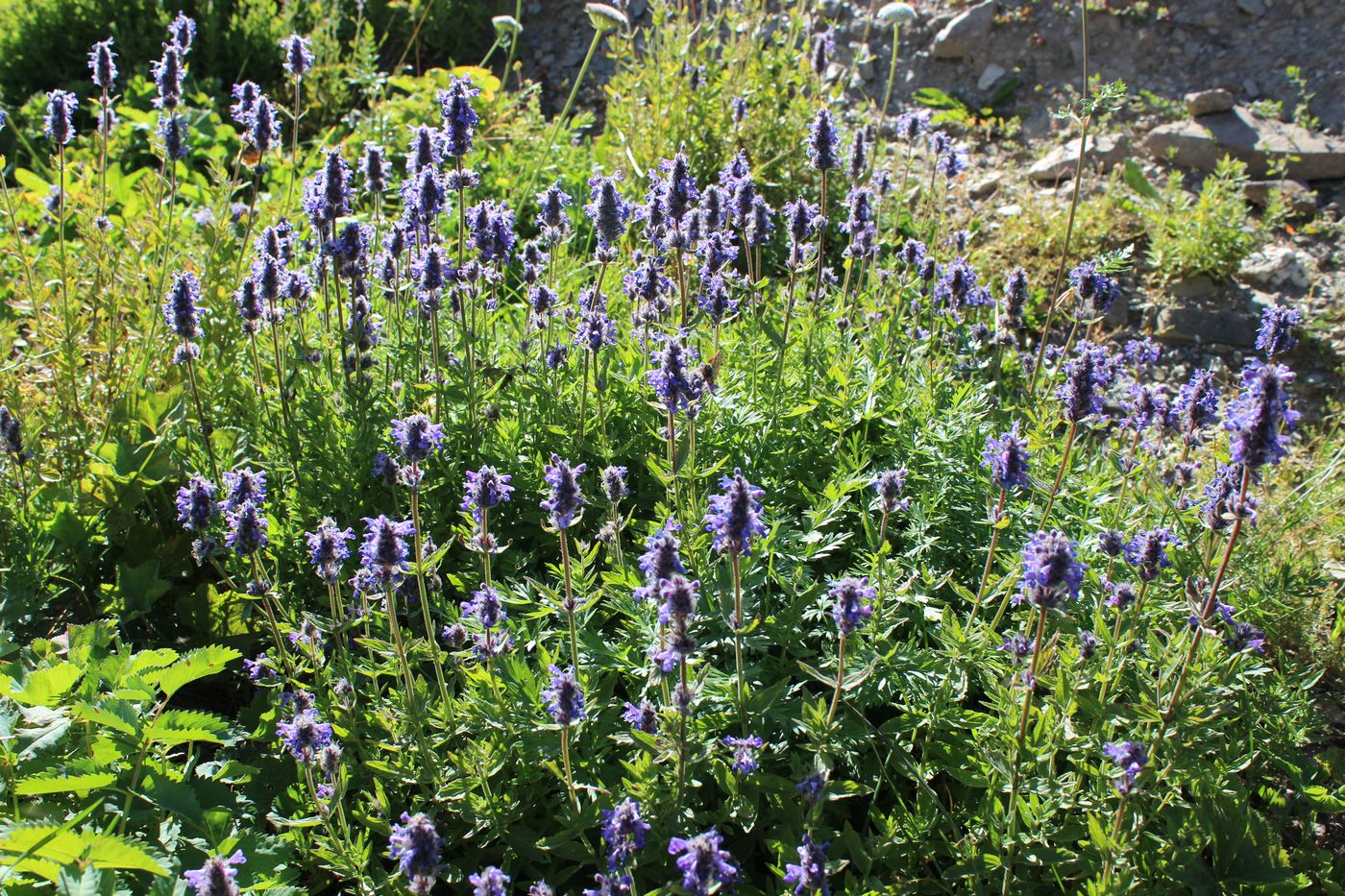 Изображение особи Nepeta densiflora.