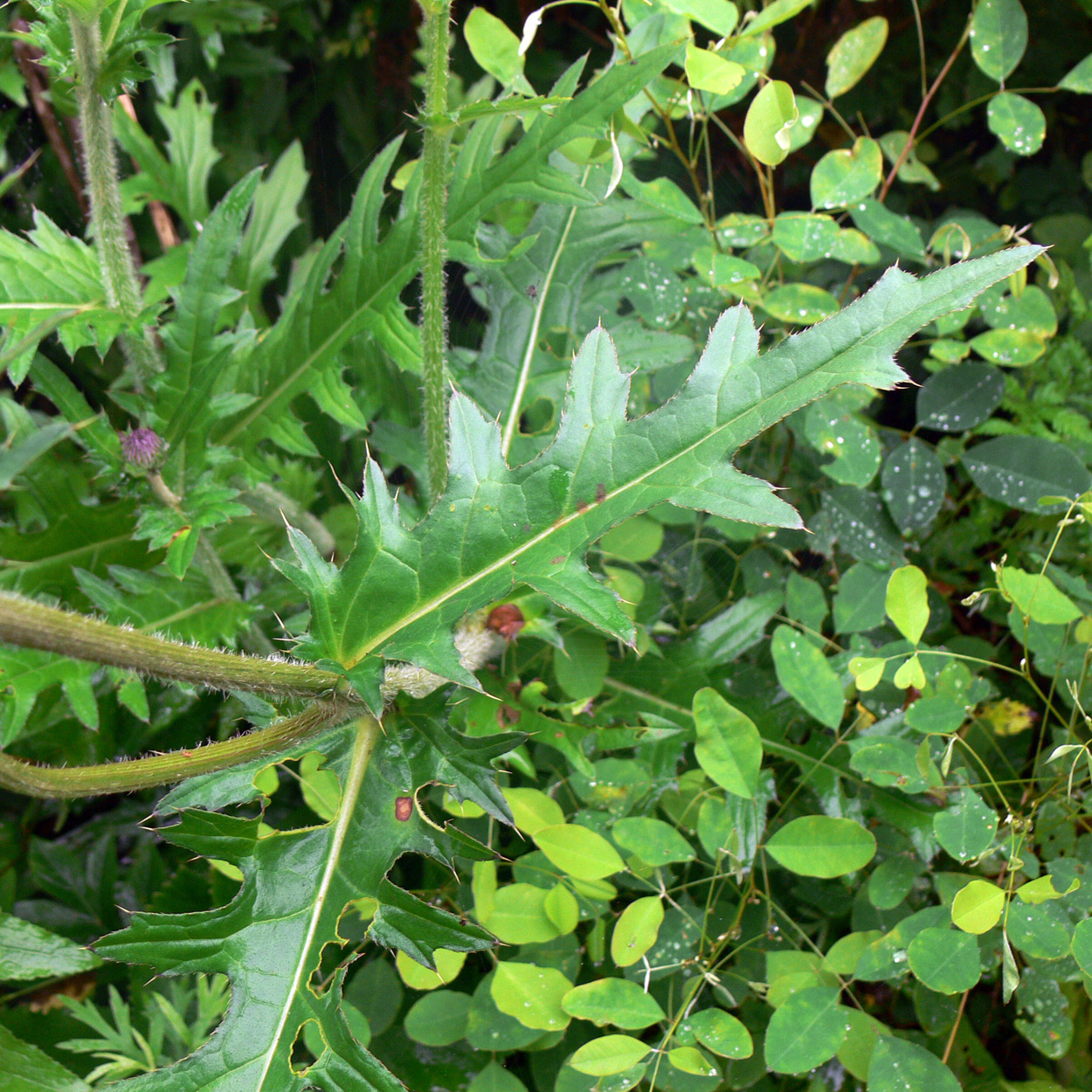 Изображение особи Cirsium maackii.