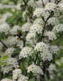 Spiraea &times; cinerea