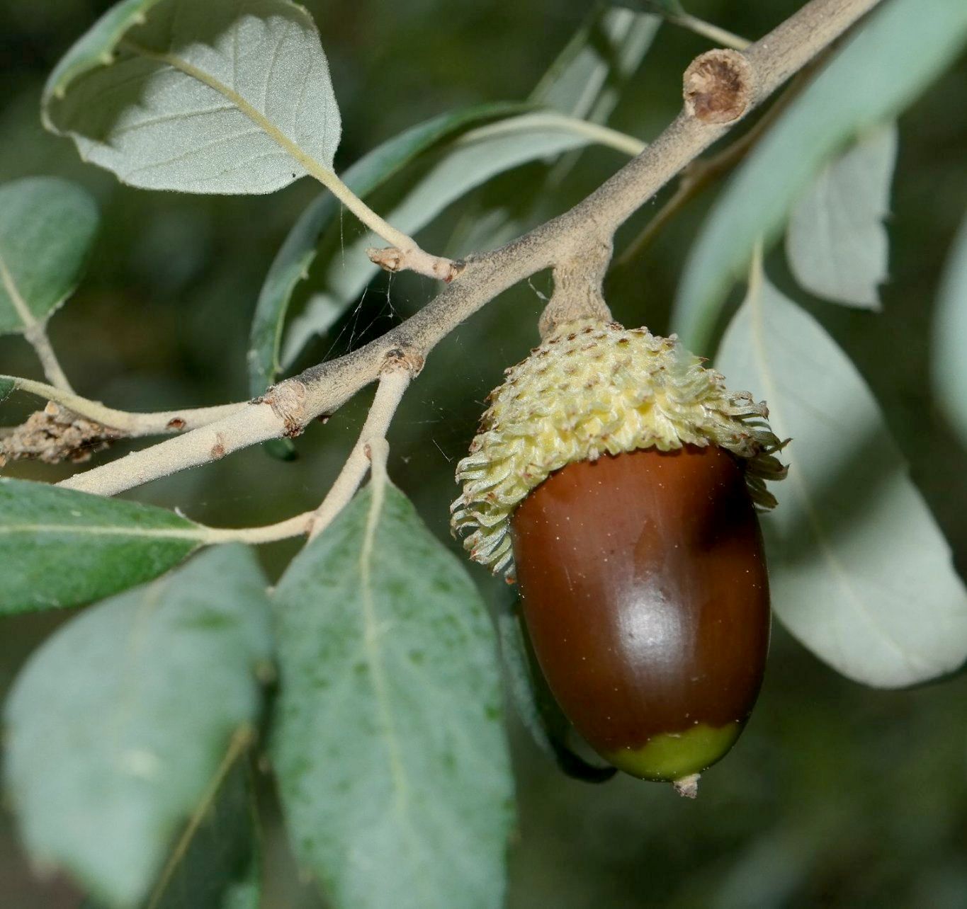 Изображение особи Quercus suber.